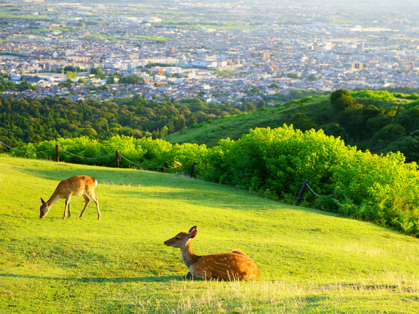 鹿の画像