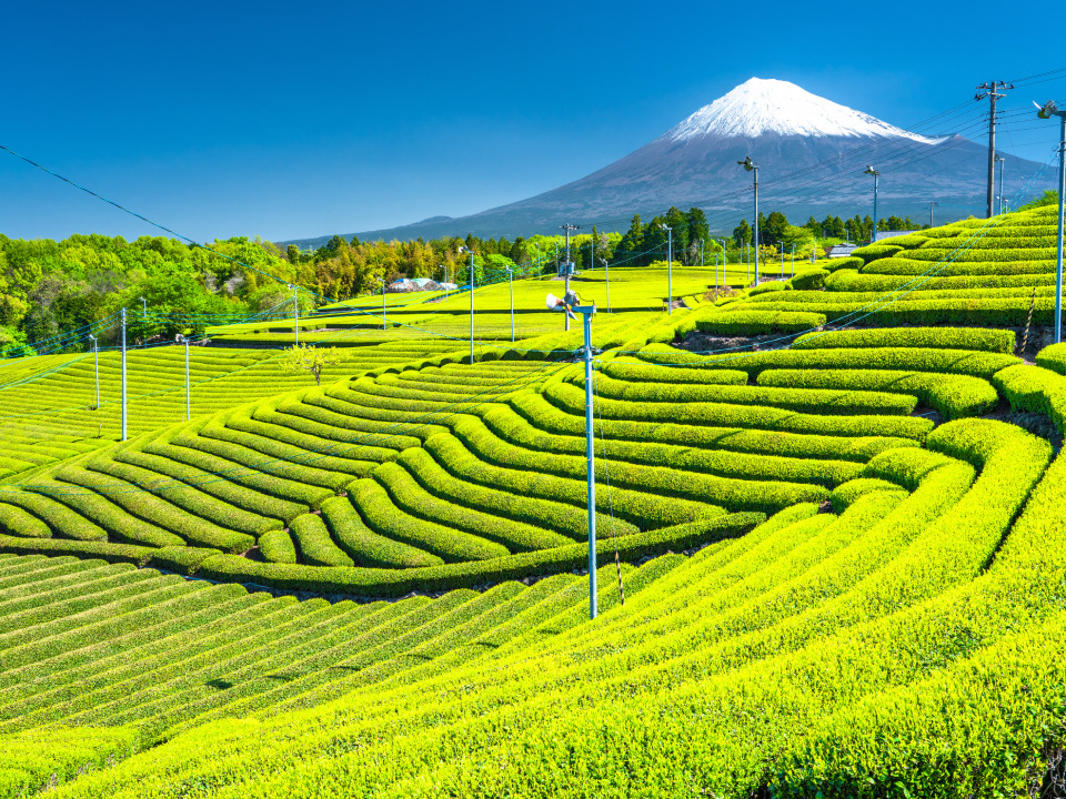 茶畑の画像