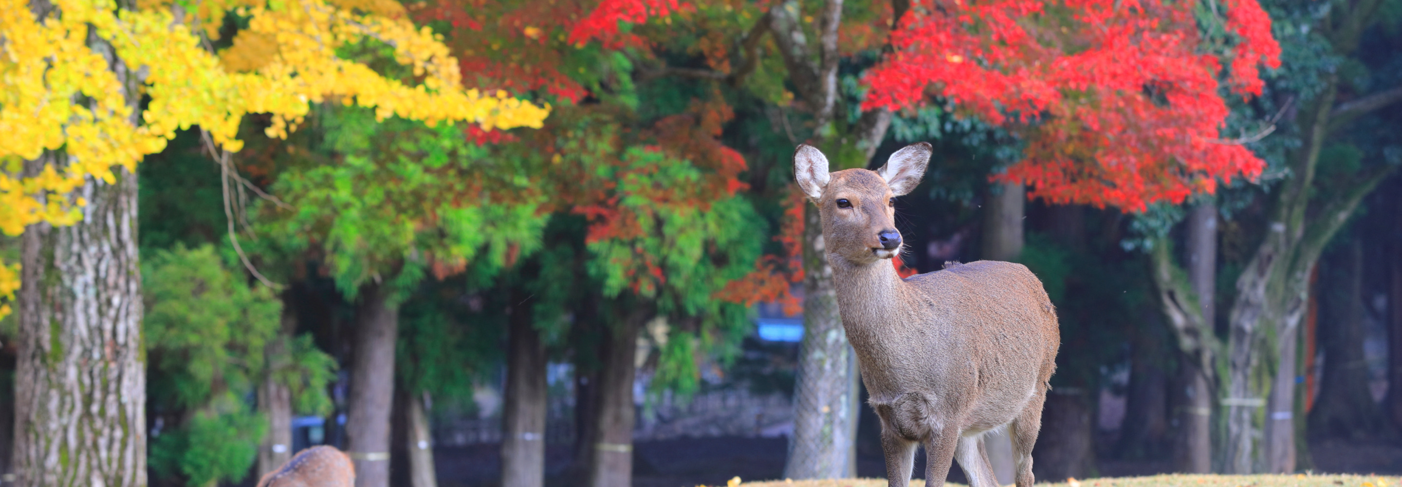 奈良県イメージ画像